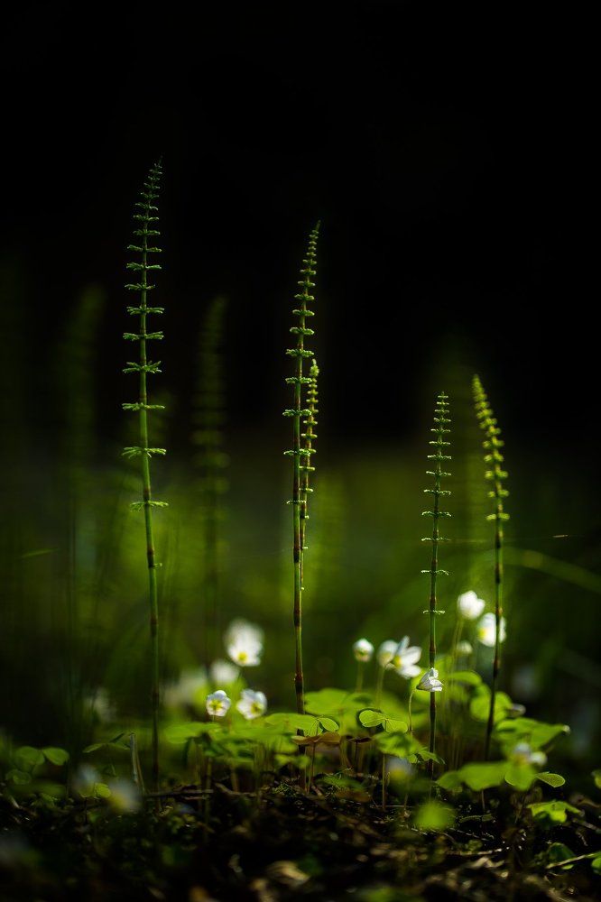 Spring misses autumn