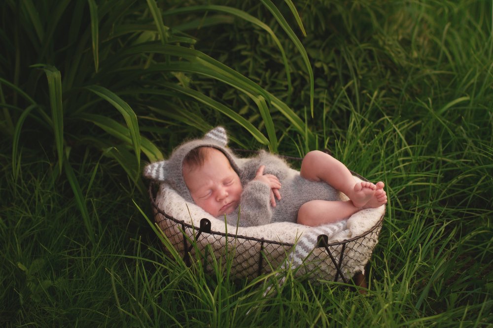 котенок степа