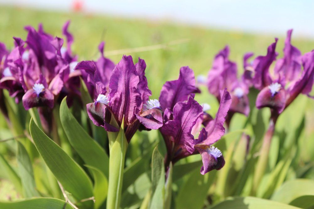 Страна Апрель