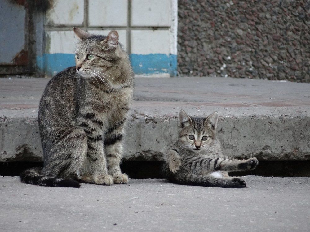 Городские жители