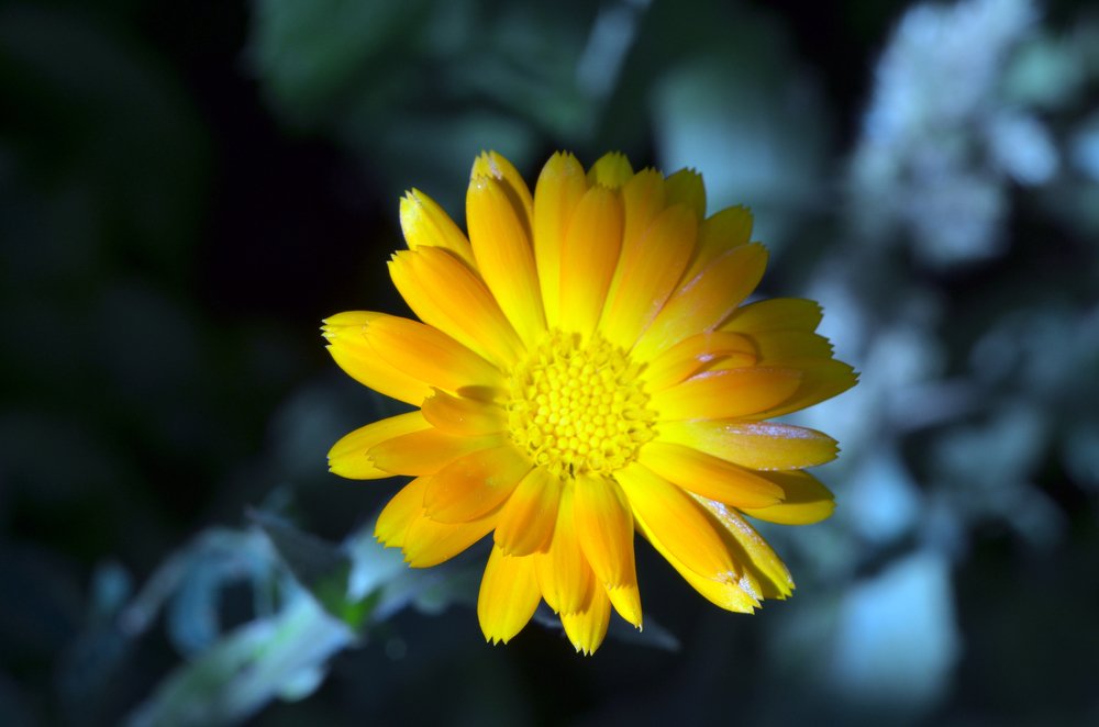 ночной цветок