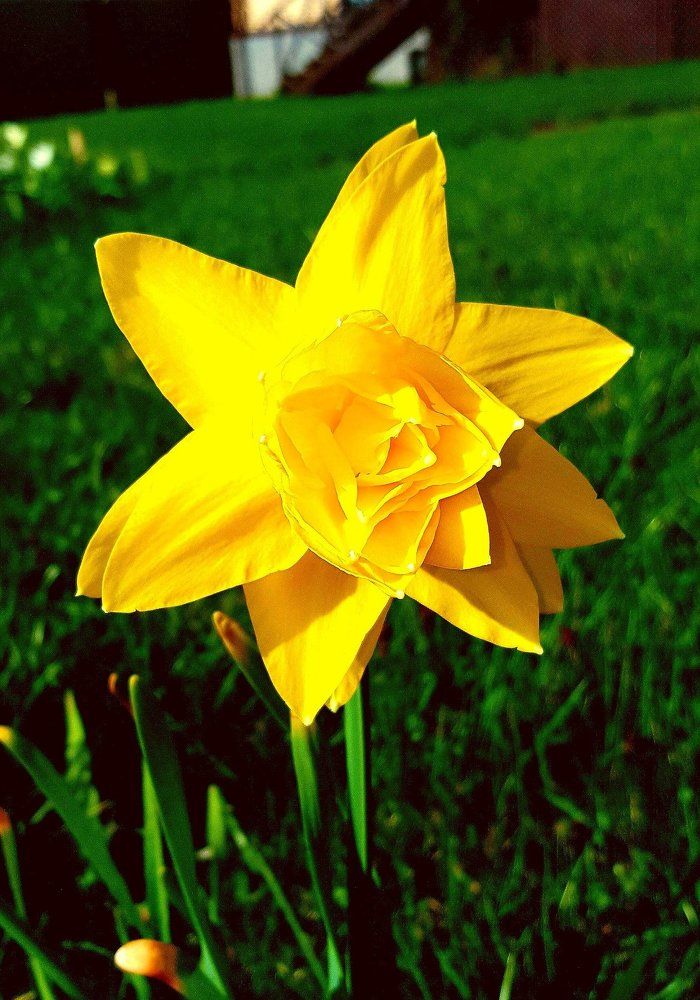 Утро во дворе