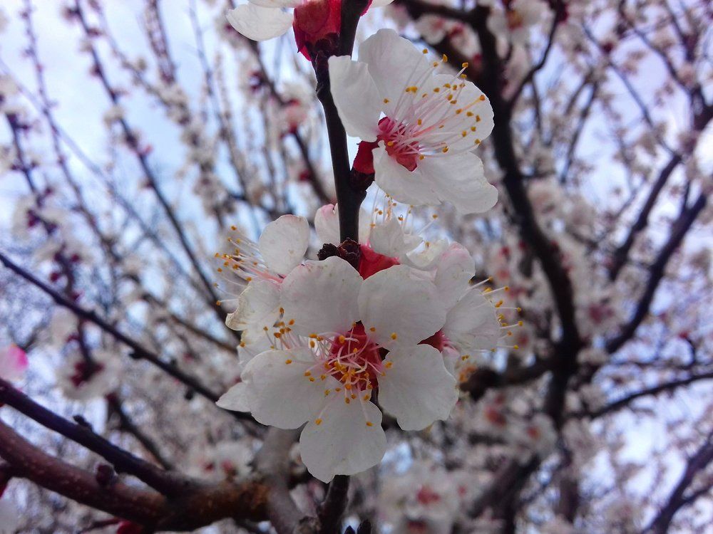 Photograph by Алина Шевченко