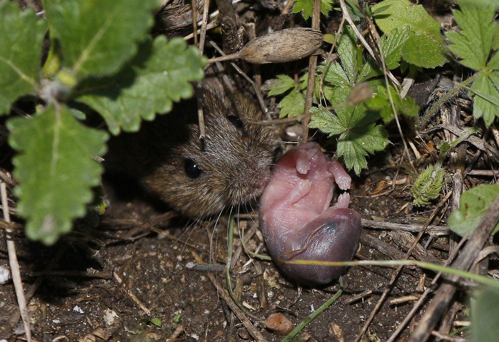 Новорожденный