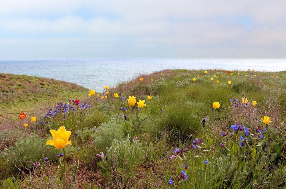 Дикие тюльпаны