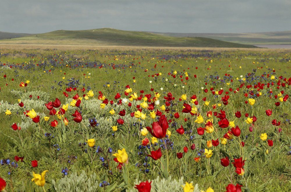 Дикие тюльпаны Опука