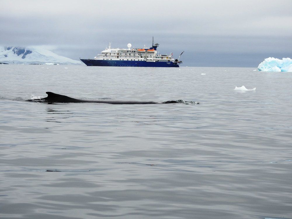 The humpback whale and ship