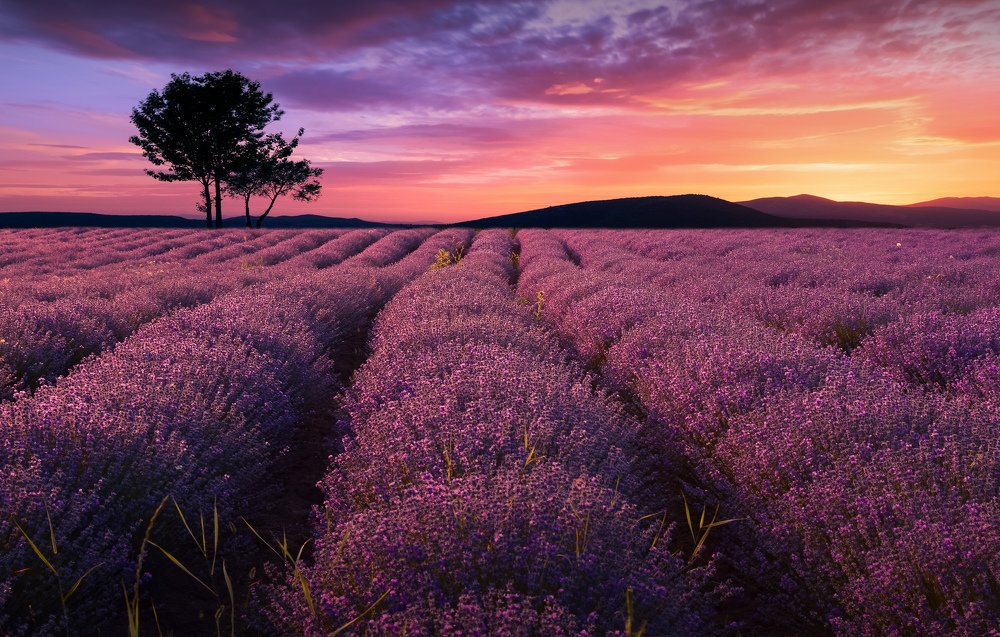 Lavender Field
