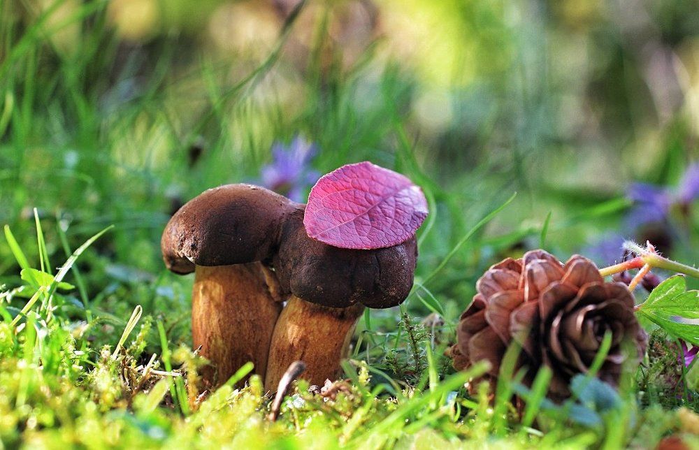 С дамой в шляпке