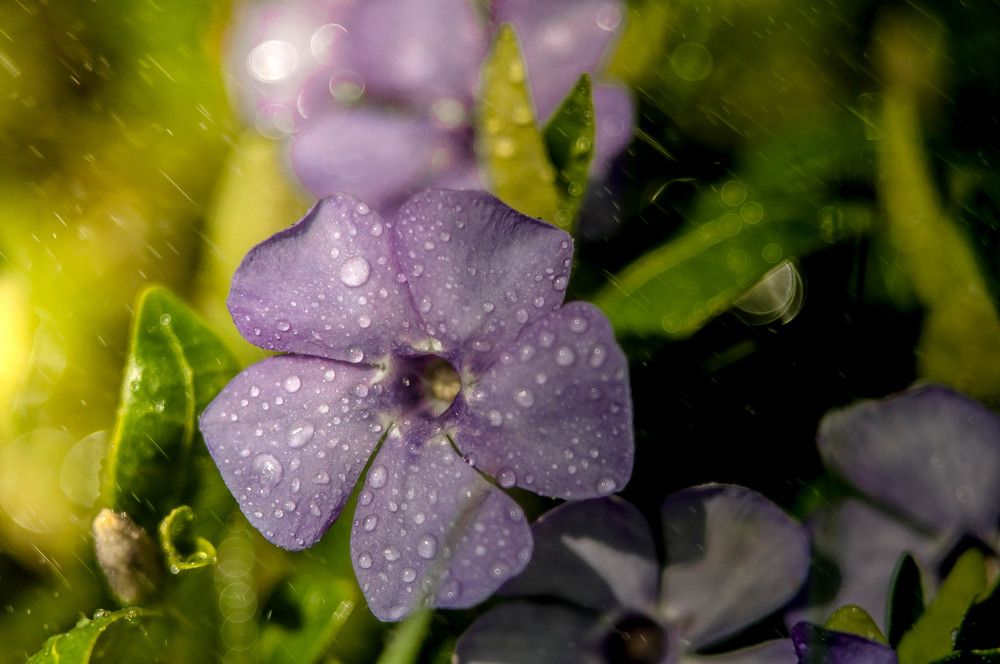 дождливый день