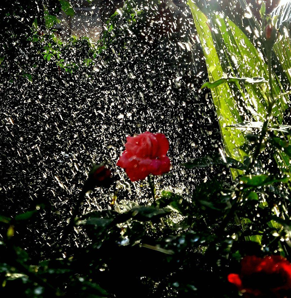 Little rose with drops