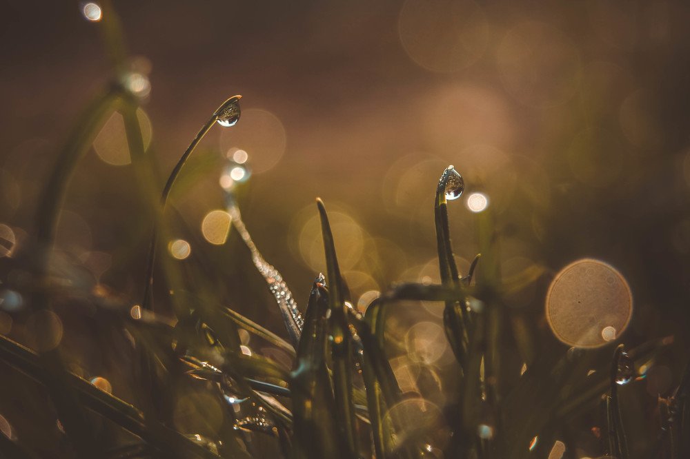 Утренняя роса