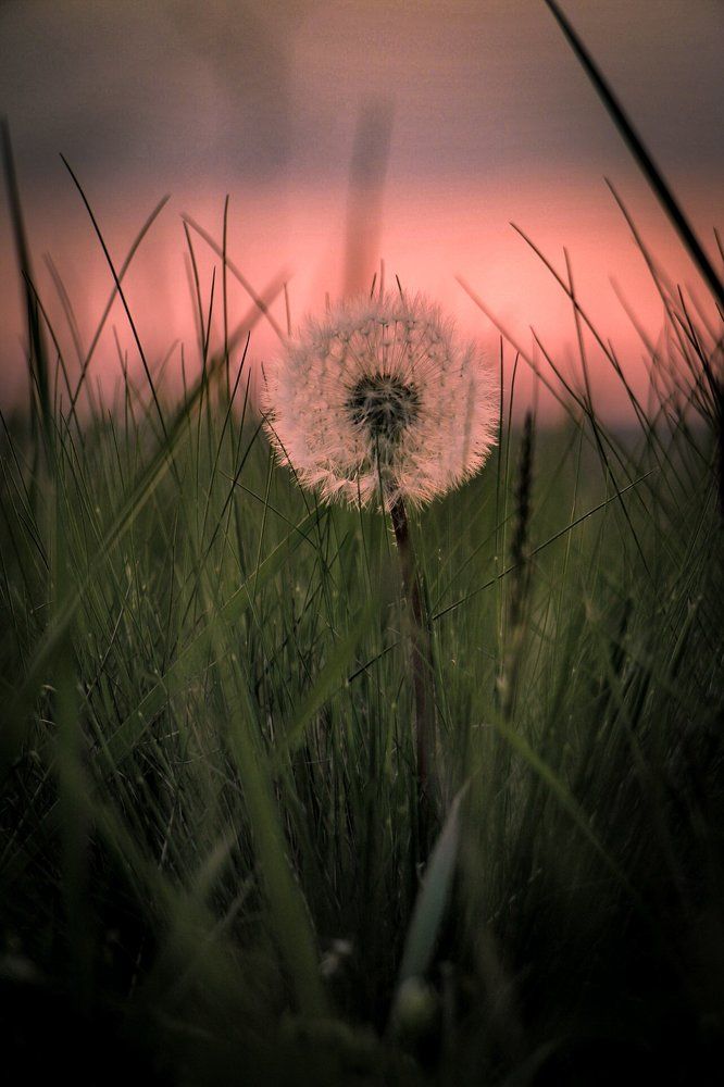 Один в поле воин