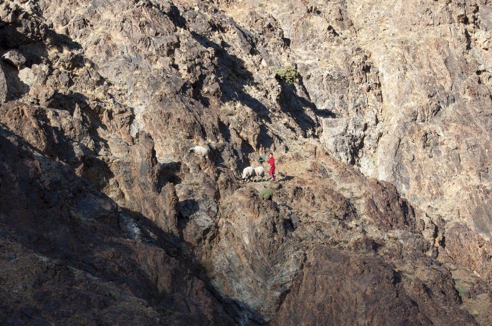 Юный пастушок