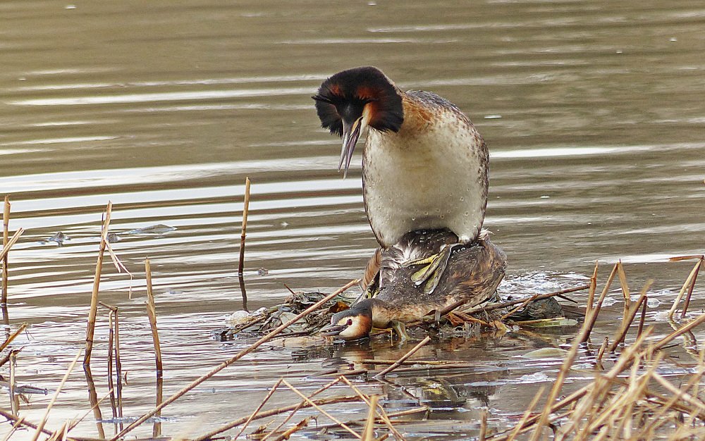 Весна время любви -:))