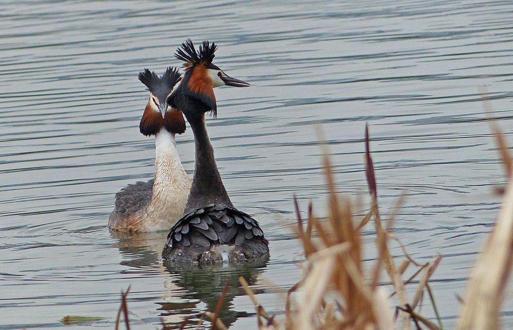 Токующие чомги