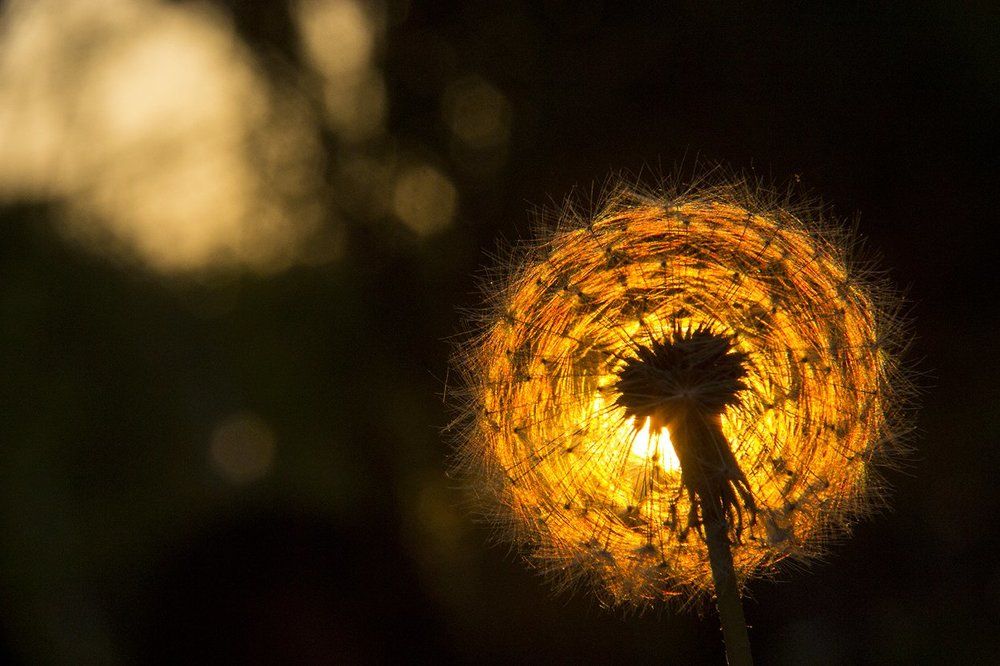Светящийся одуванчик