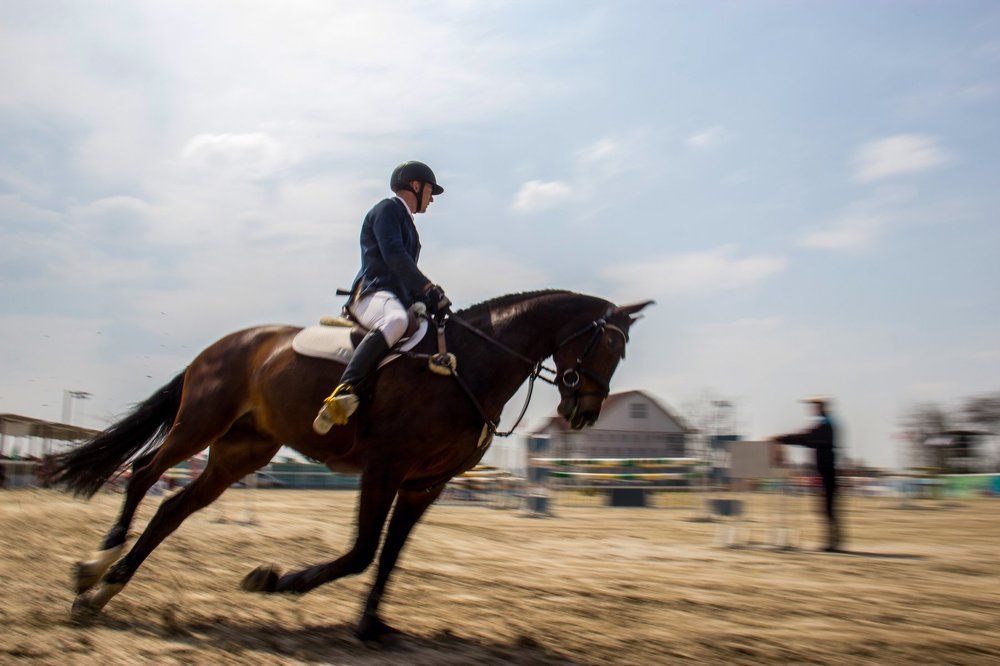 скачки на лошадях