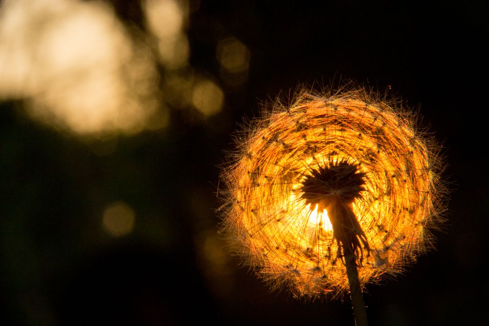 Светящийся одуванчик