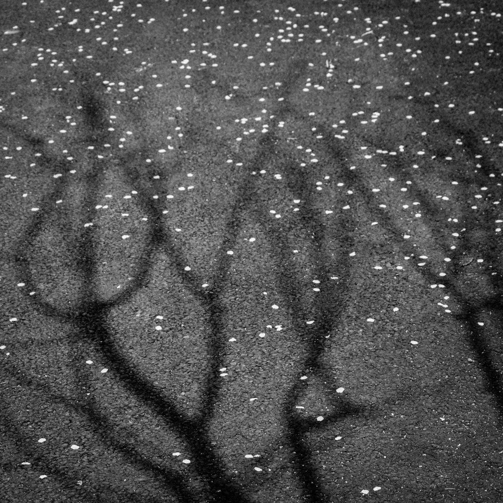 fallen shadows of the spring