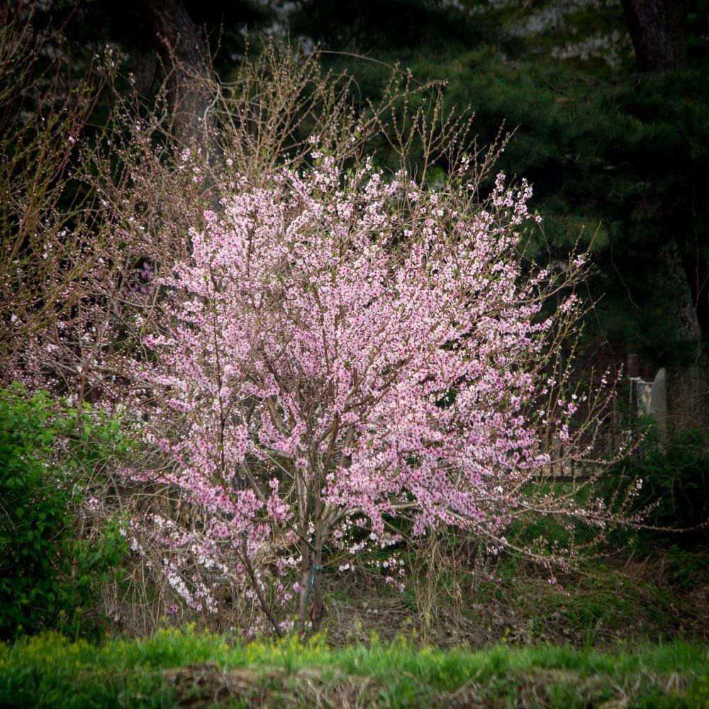 cherry blossoms for your heart
