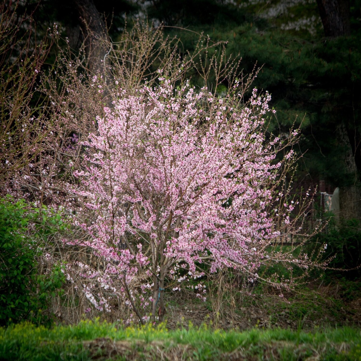 cherry blossoms for your heart