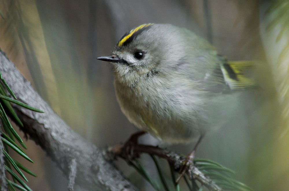 королёк - птичка певчая