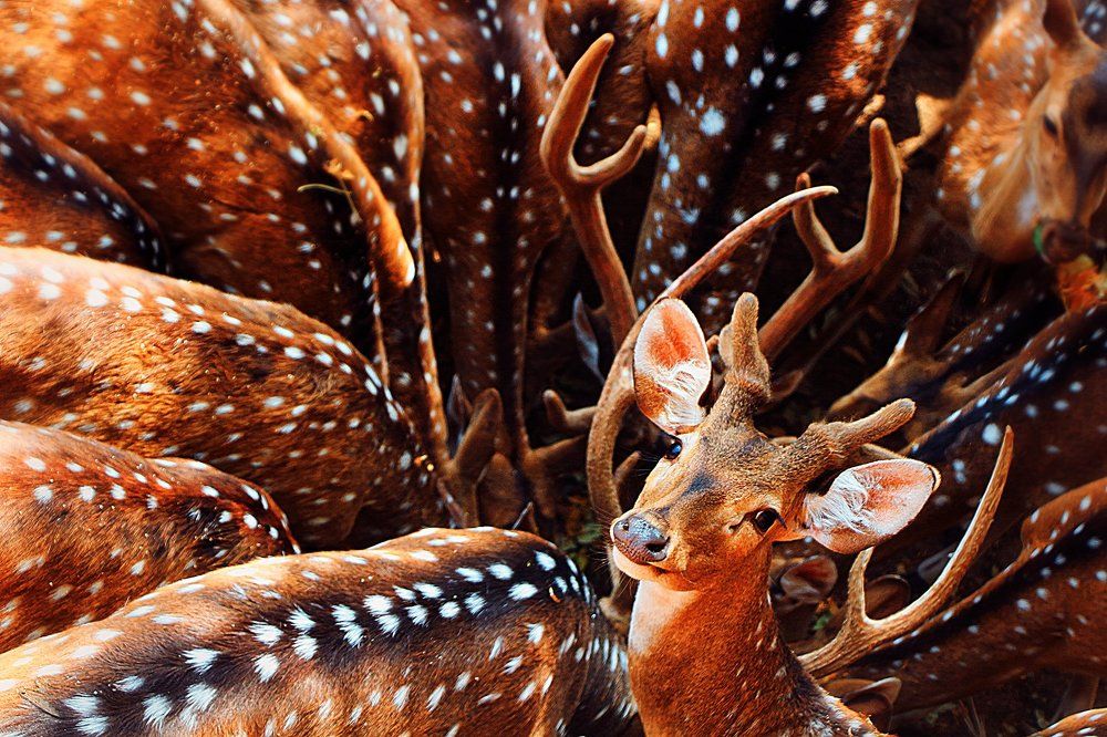 Привет! Ты голодный?