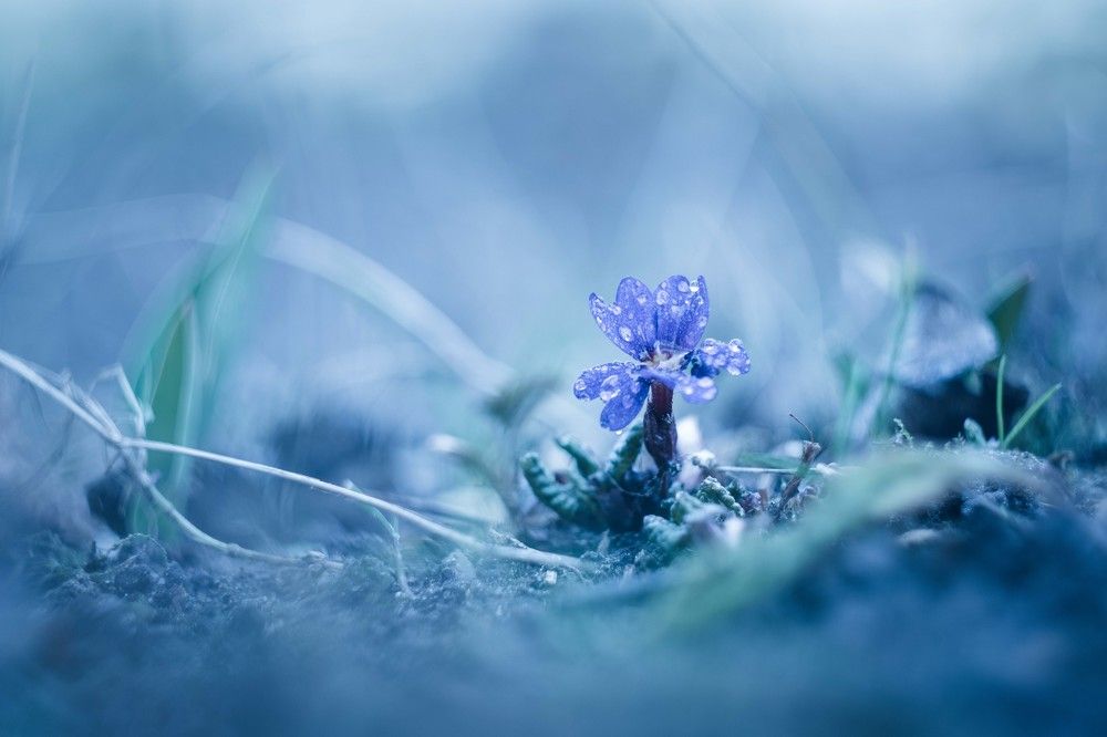 Зимняя весна