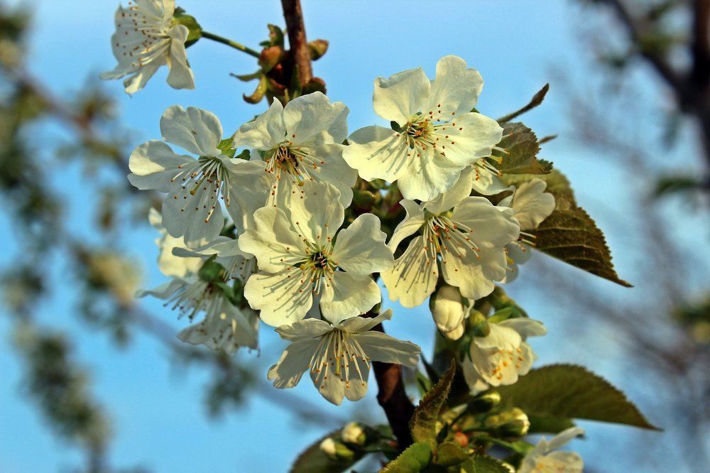 Черешня зацвела