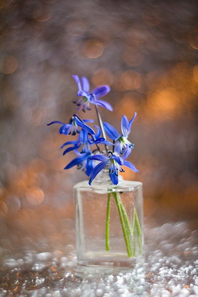 Весенняя сказка