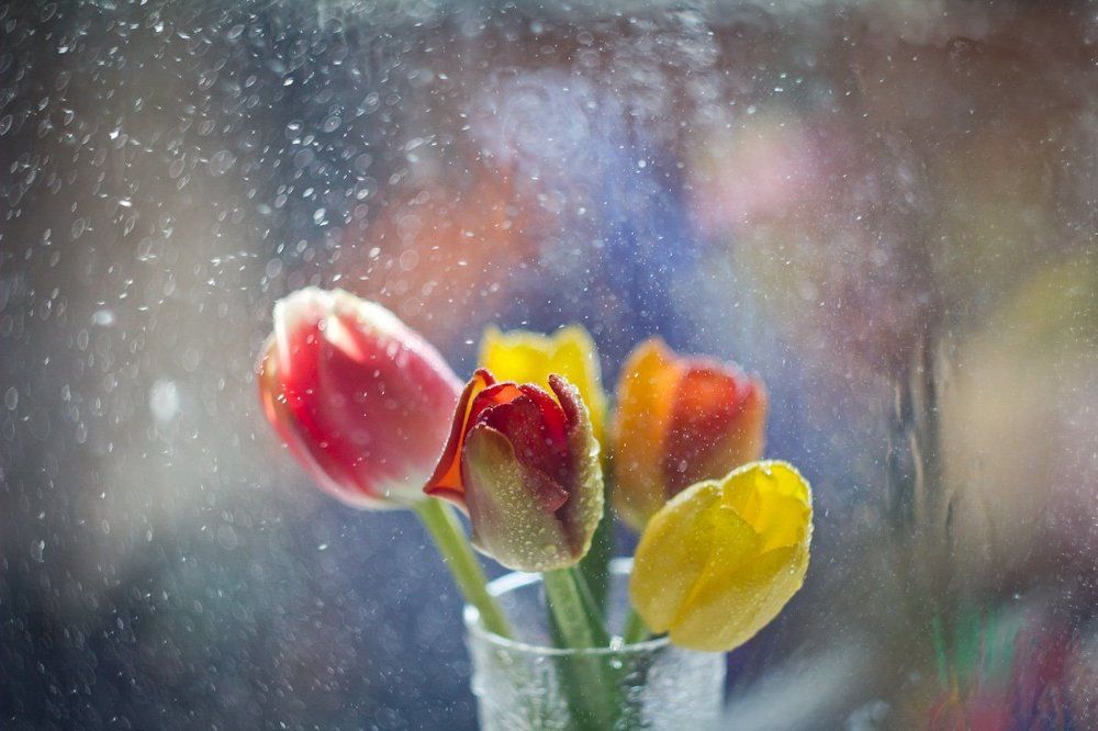 Тюльпанное настроение
