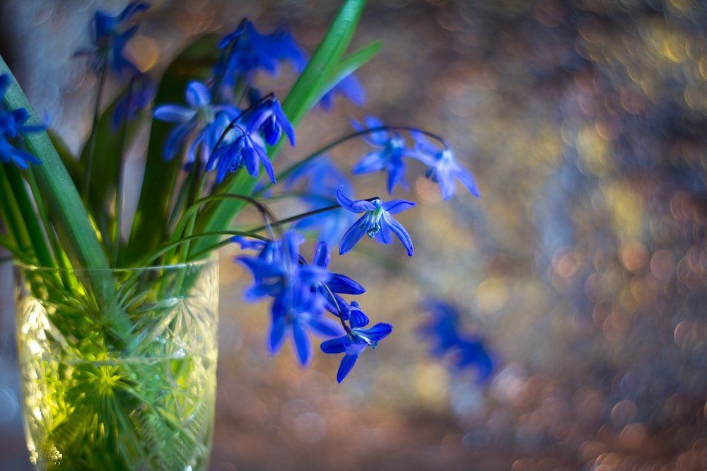 Цветы из сказки