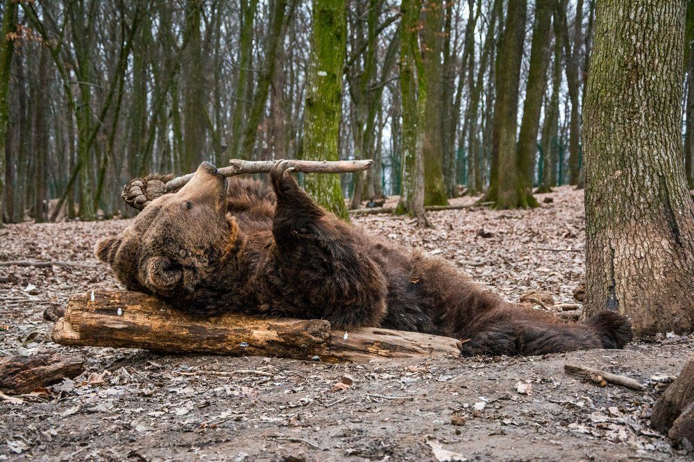 Two more reps, little brownie!