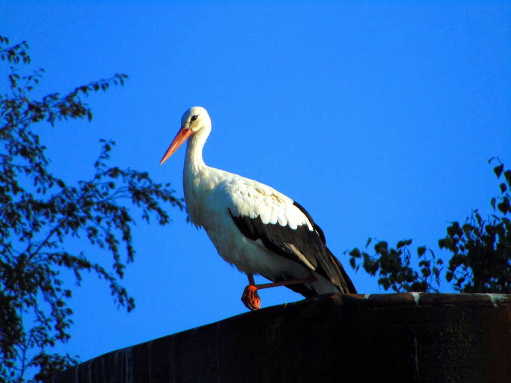 Photograph by Пихтерева Анна