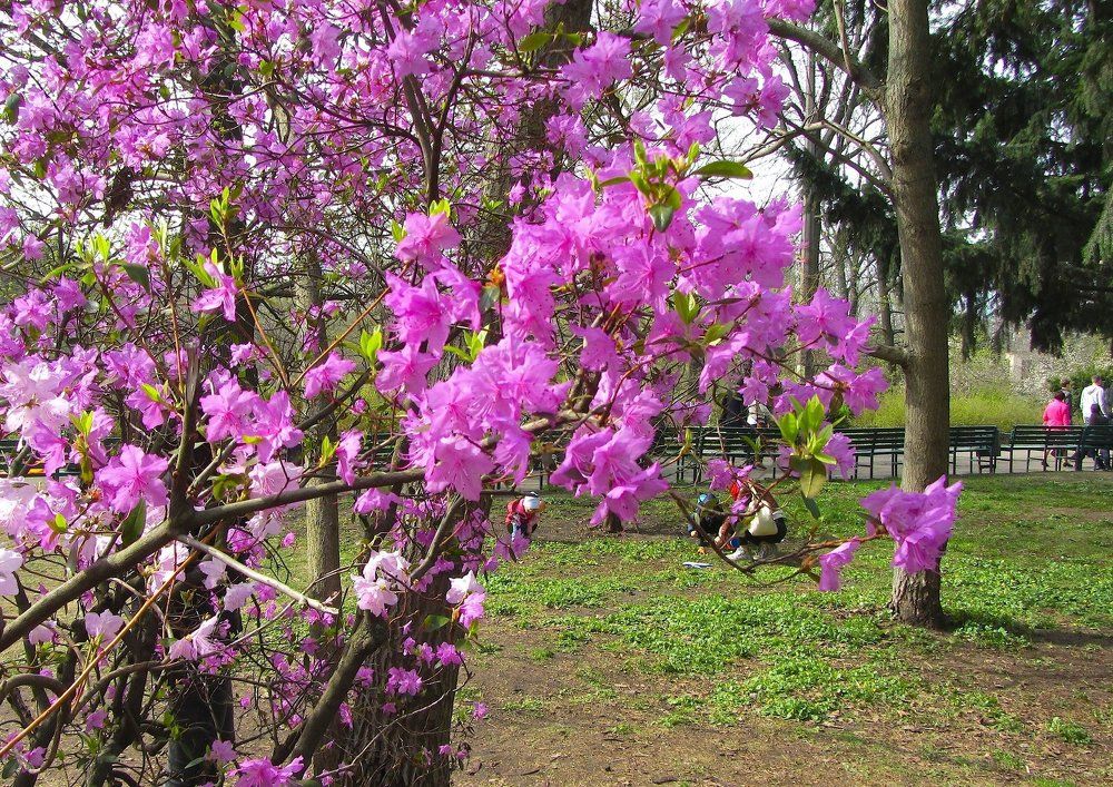 Цветет азалия