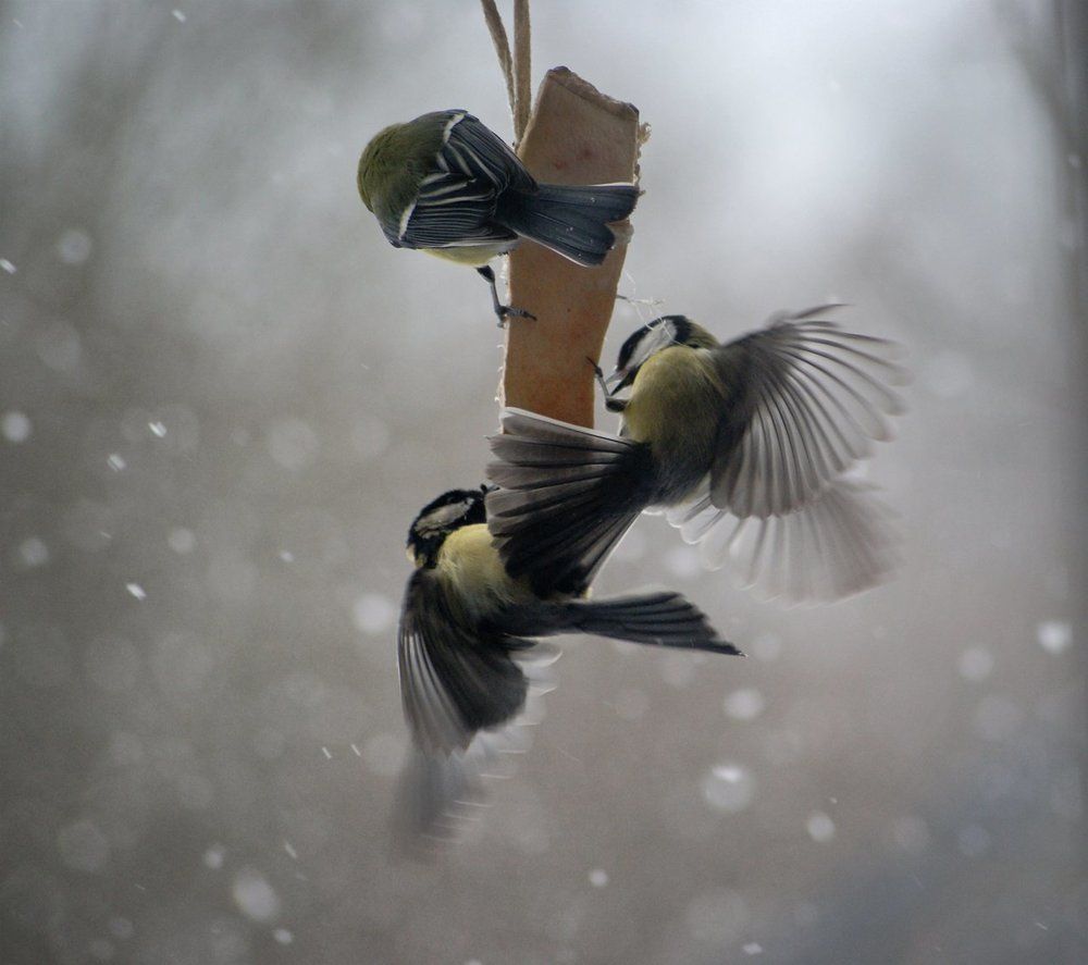 Социальная столовая