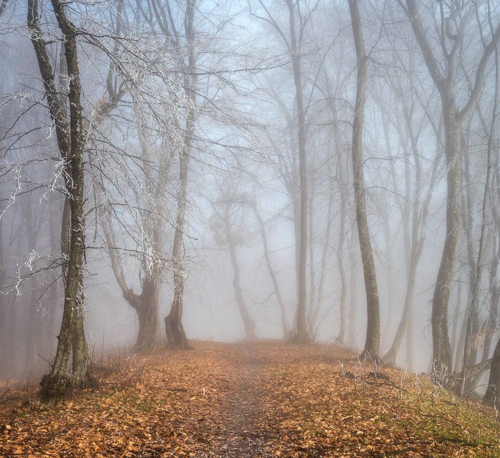 Лес голубого свера