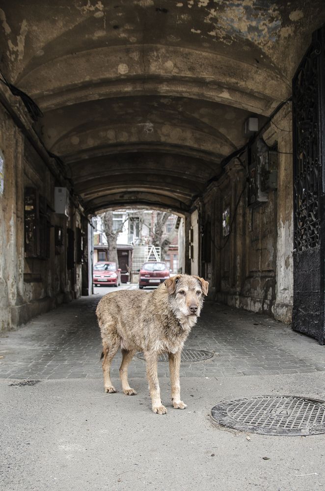 собака-хамелион