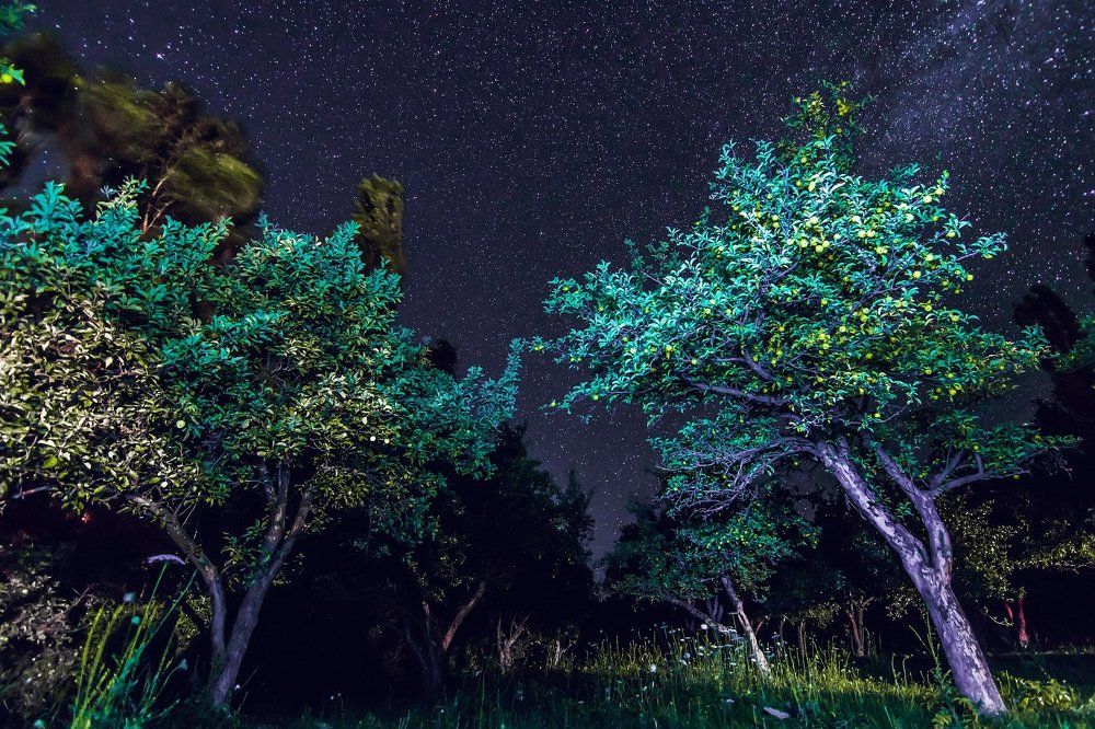 Ночь в яблоневом саду.