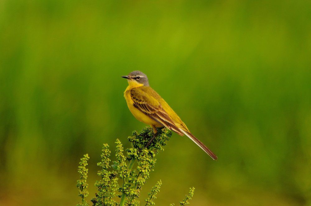 Дикая   природа .