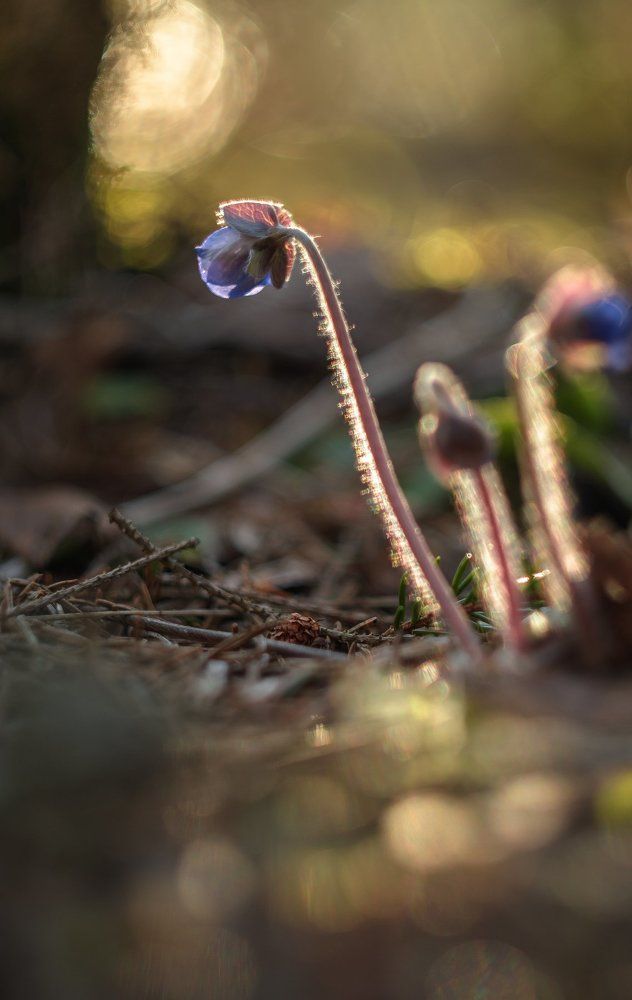 Тяга к свету