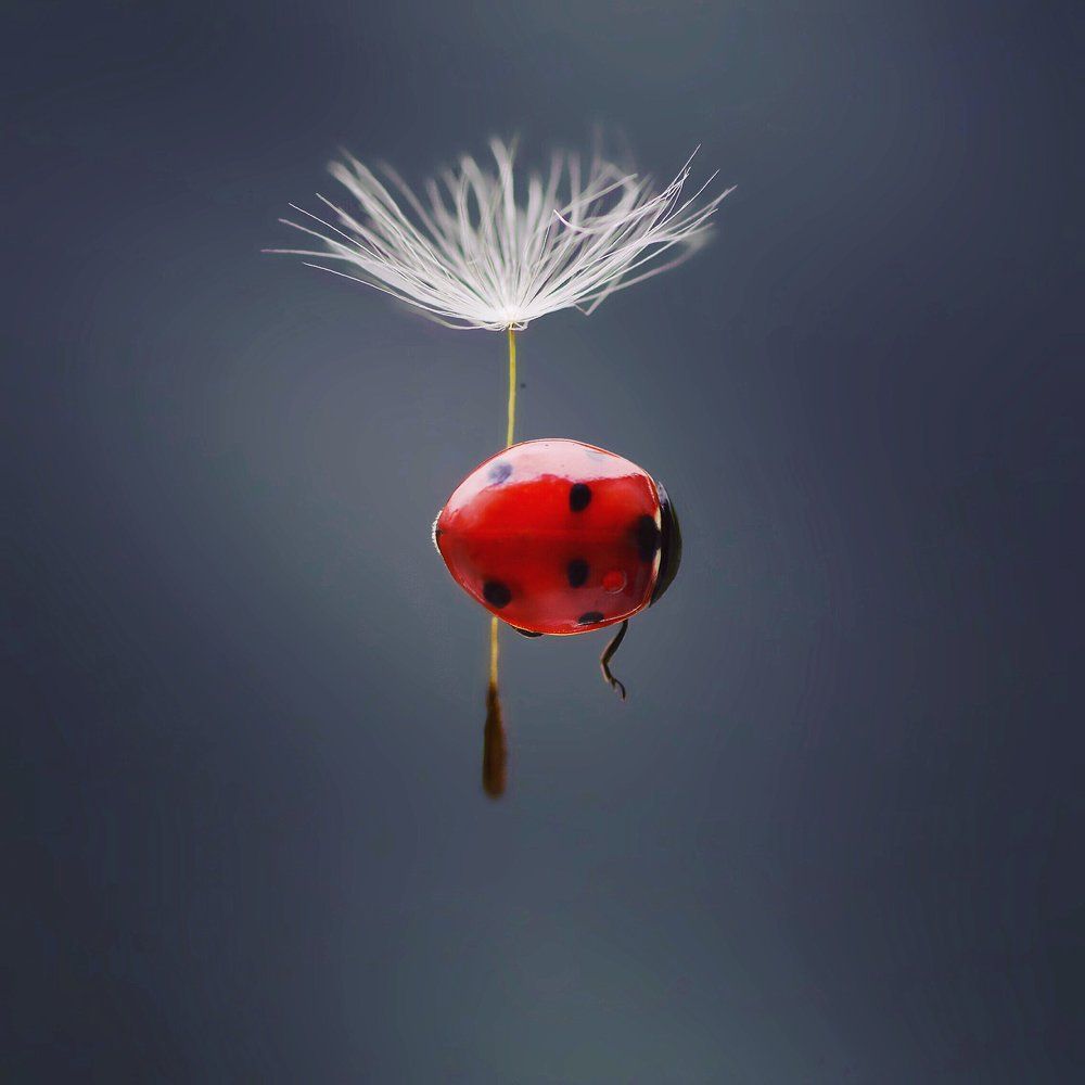 Невесомость