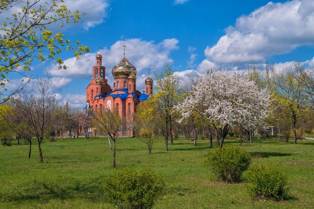 Цветёт алыча