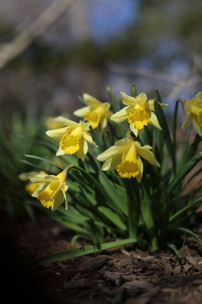 Blooms