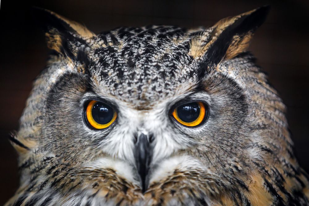 Глаза в Глаза