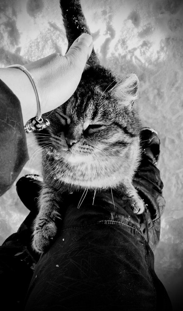 My tender cat