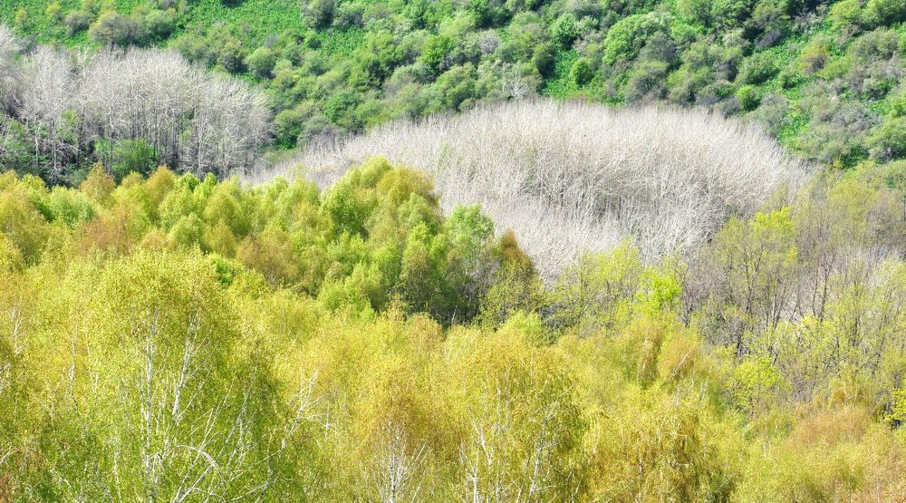 Апрель в Заилийском Алатау