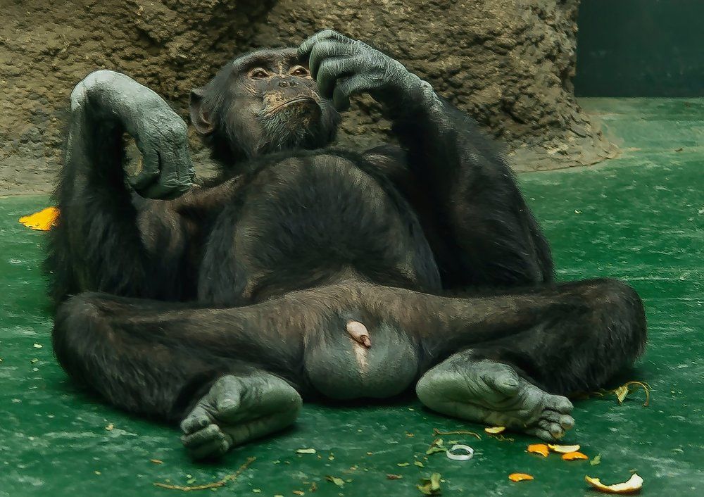 ЯША МЕЧТАТЕЛЬ: ОДНА, ДВЕ, ТРИ, ЧЕТЫРЕ, НЕТ ПЯТЬ ПОБЕД!