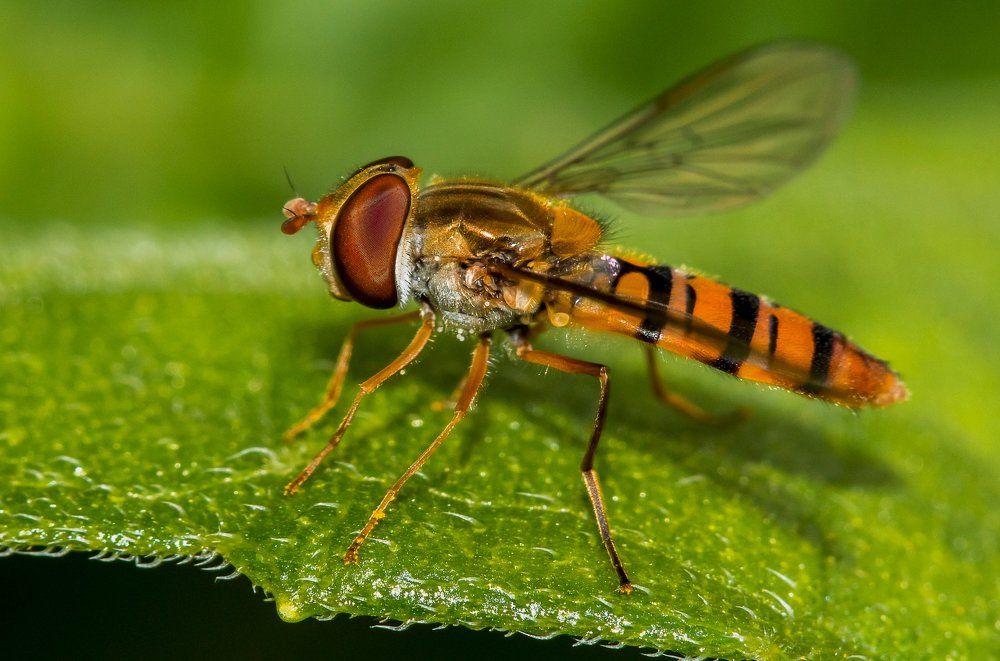 пригрелась